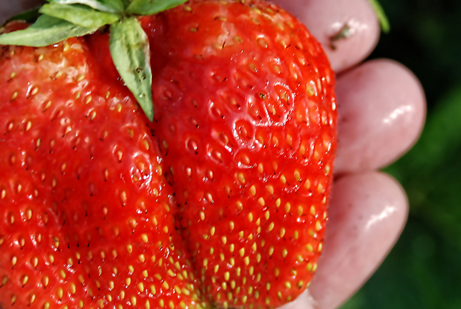 Мир ФОТО. Макросъёмка для начинающих