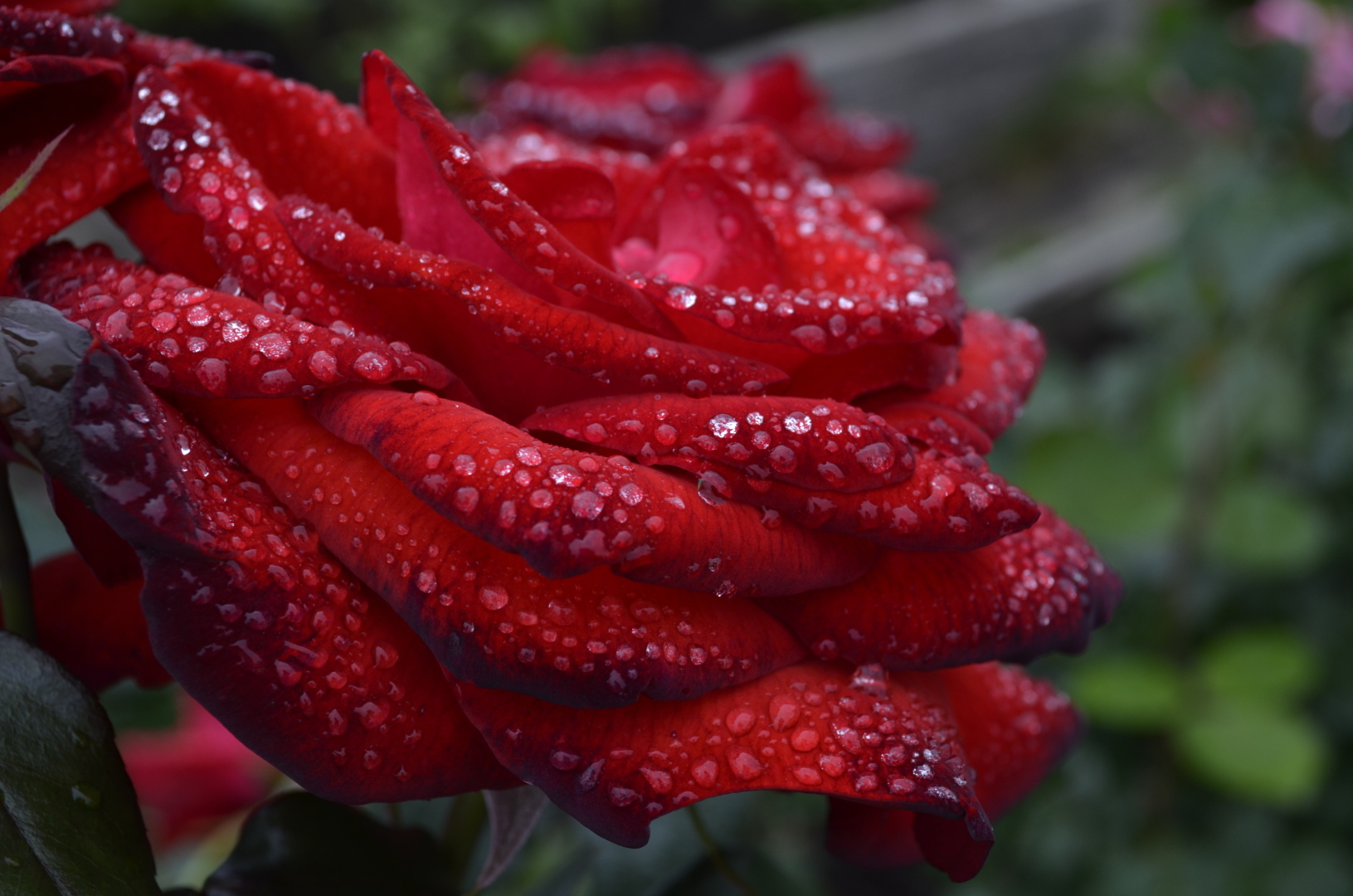 Мир ФОТО. Макросъёмка для начинающих