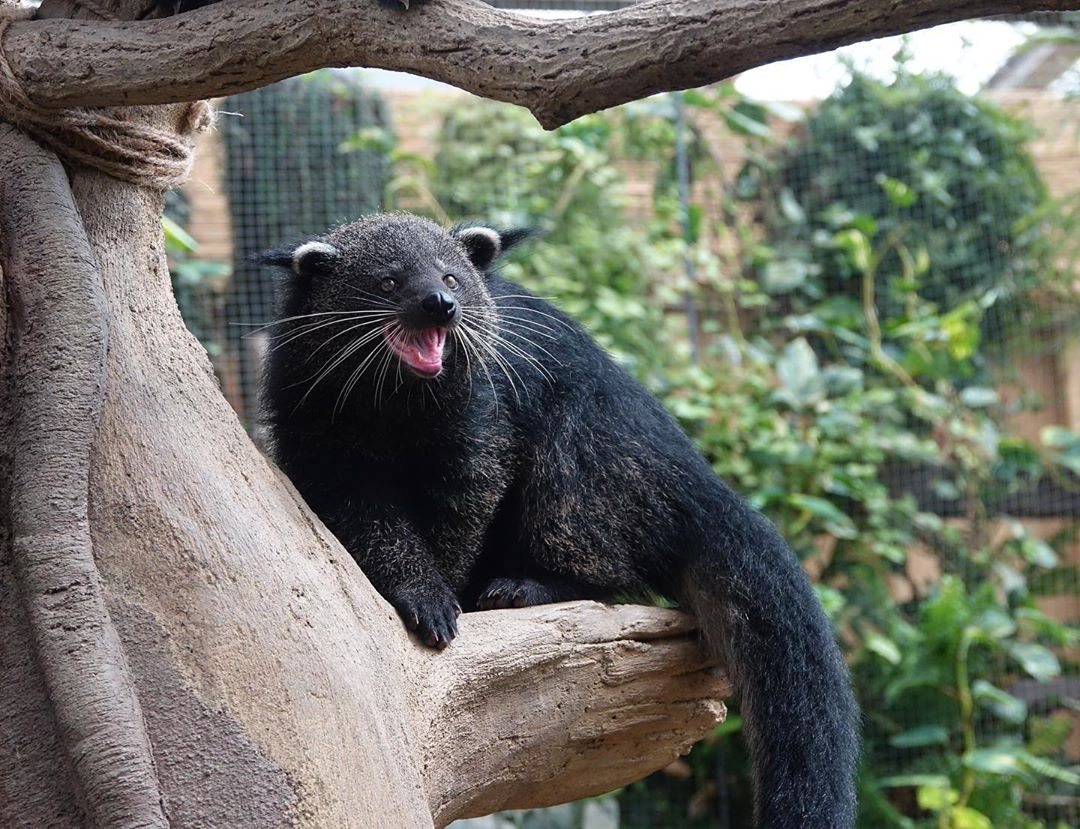 Битуронг!!! Забавный зверь...