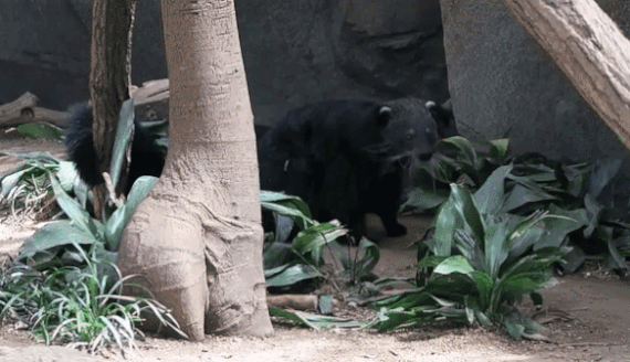 Битуронг!!! Забавный зверь...