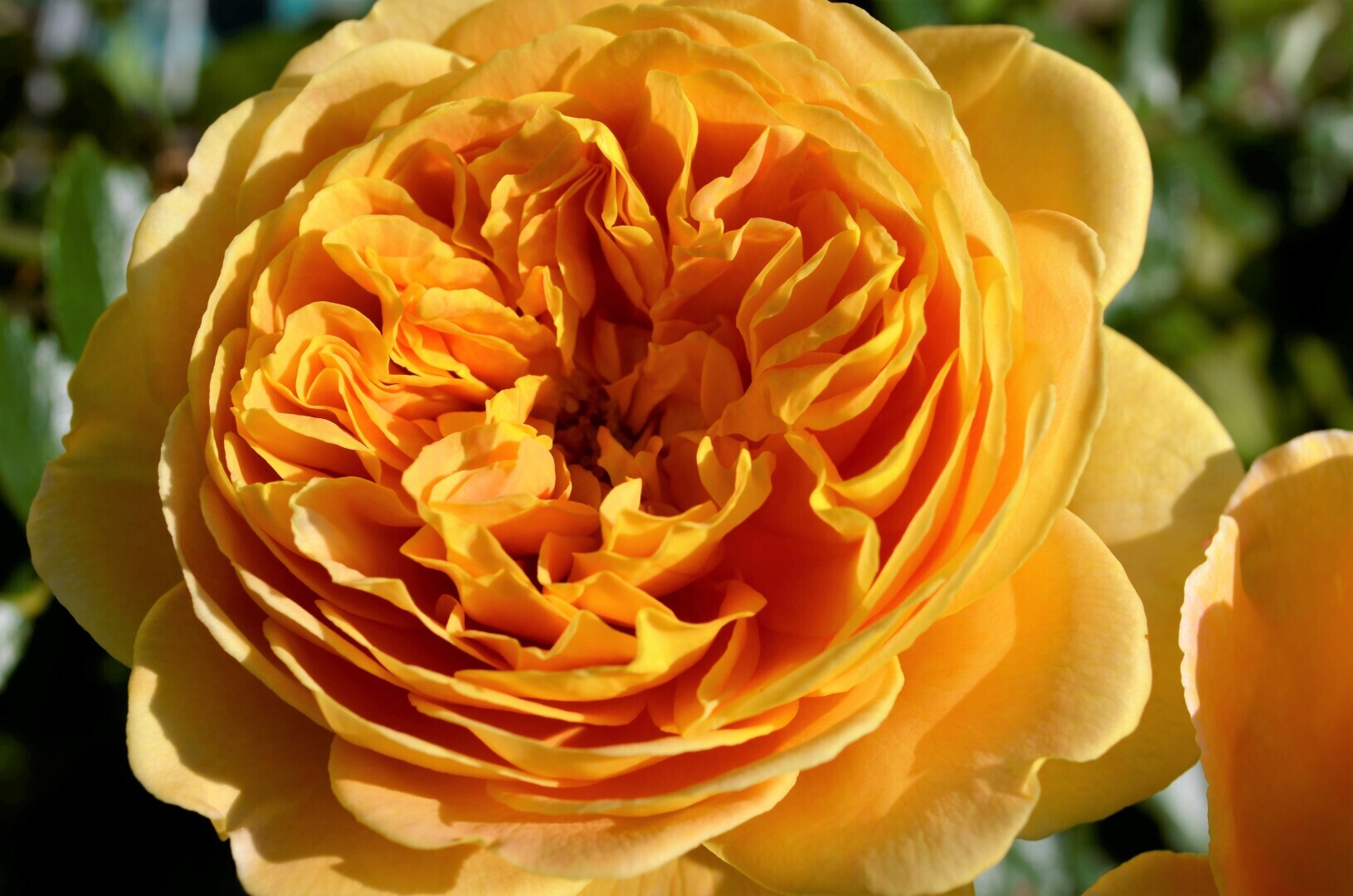 Мир ФОТО. Макросъёмка для начинающих