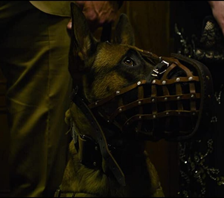 Этого пса велели усыпить, потому что его хозяин умер.