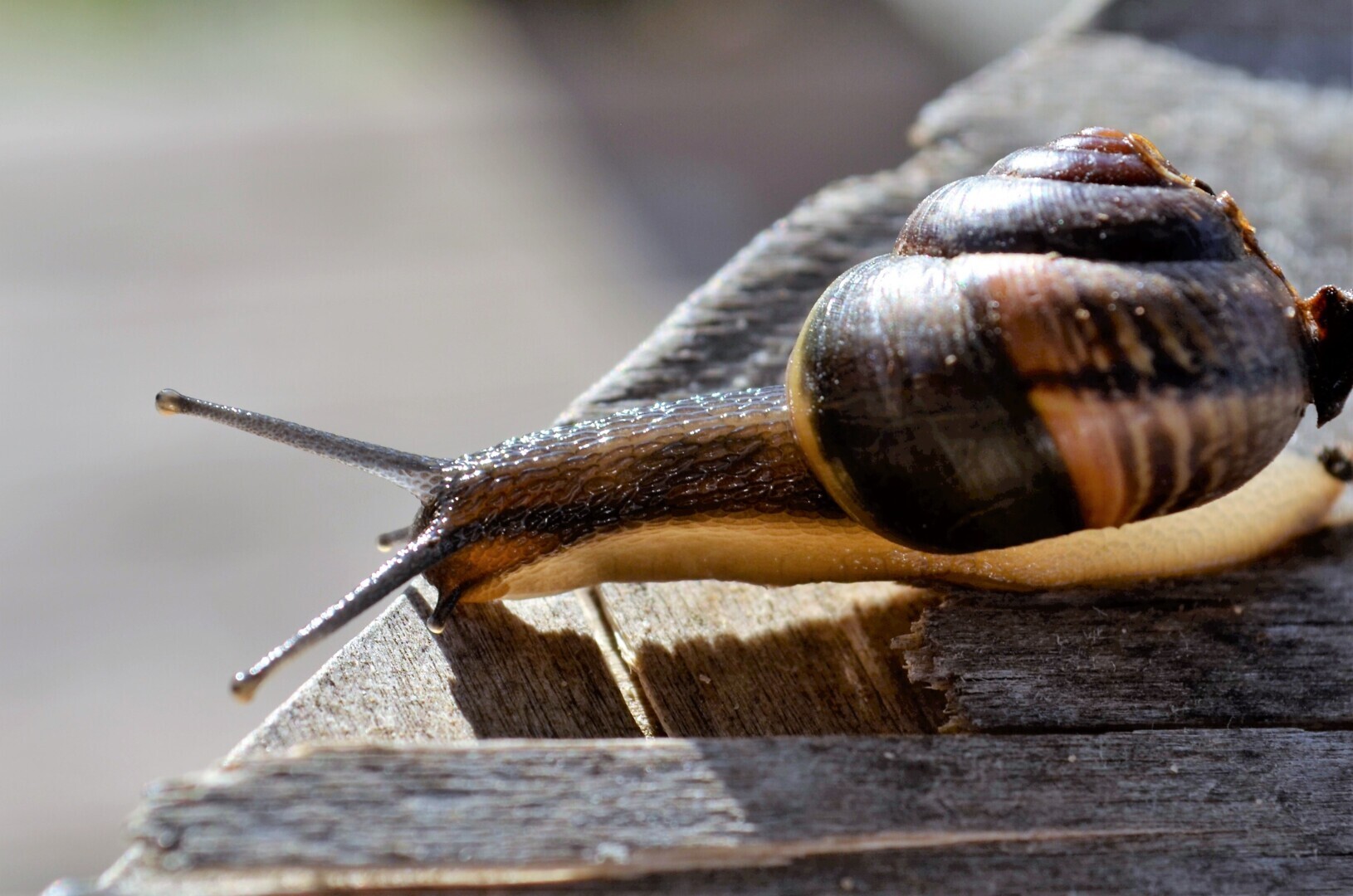 Мир ФОТО. Макросъёмка для начинающих