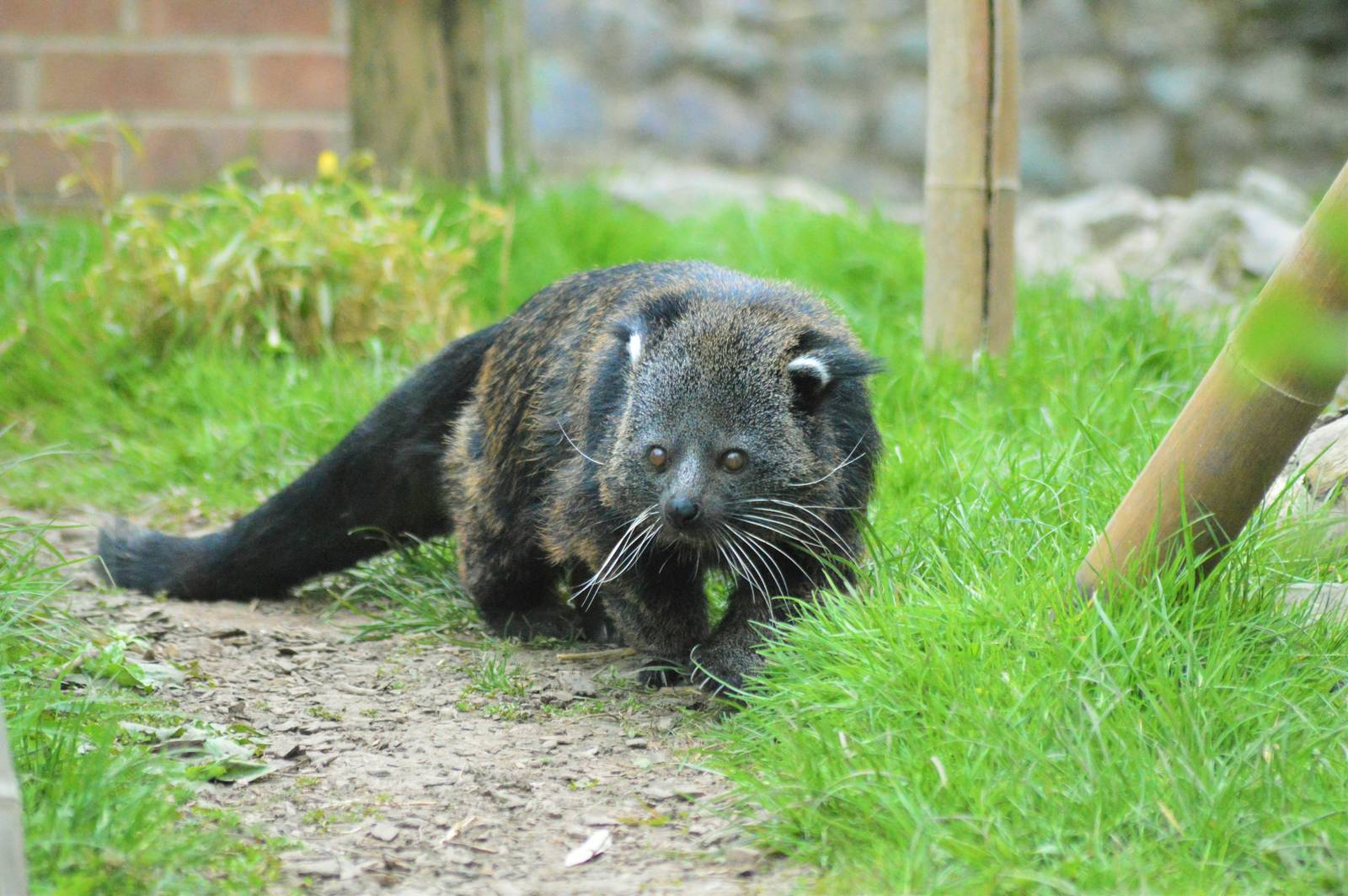 Битуронг!!! Забавный зверь...