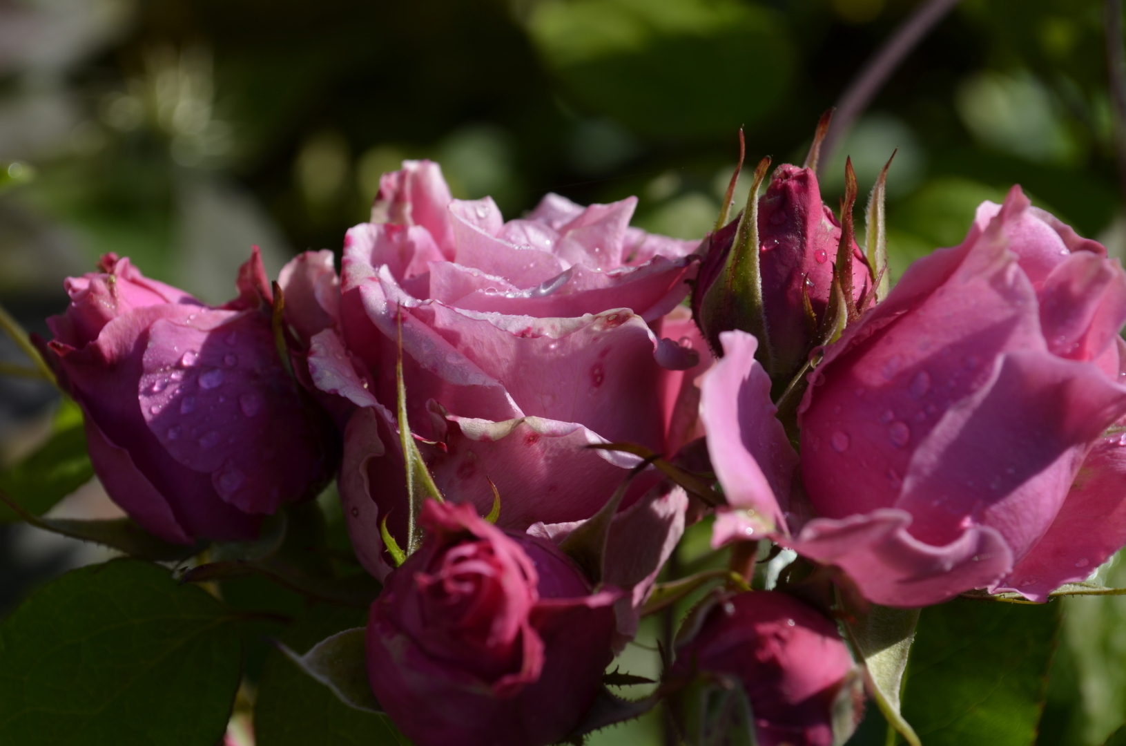 Мир ФОТО. Макросъёмка для начинающих