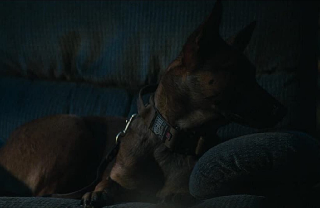 Этого пса велели усыпить, потому что его хозяин умер.