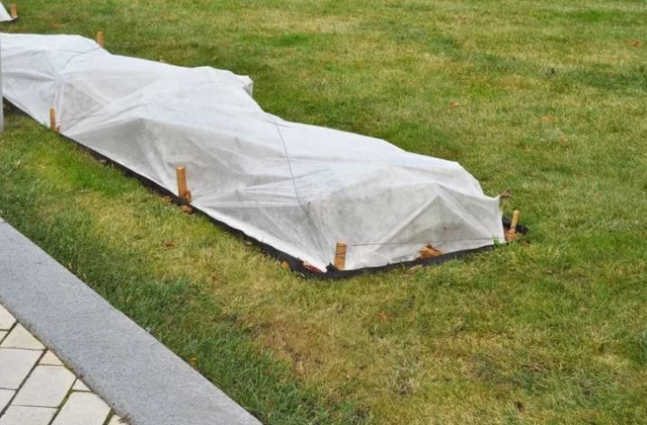 7 способов защитить ваши растения от внезапного заморозка