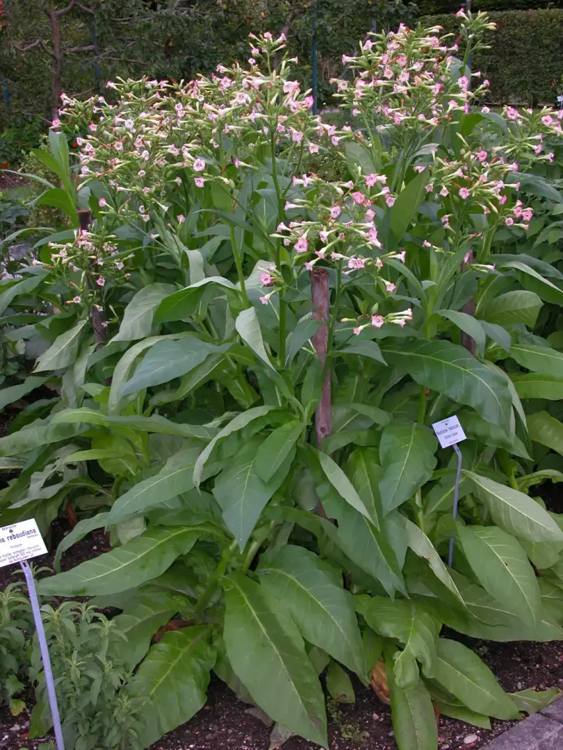 Растения Nicotiana