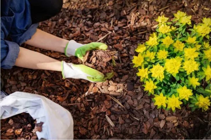 7 способов защитить ваши растения от внезапного заморозка