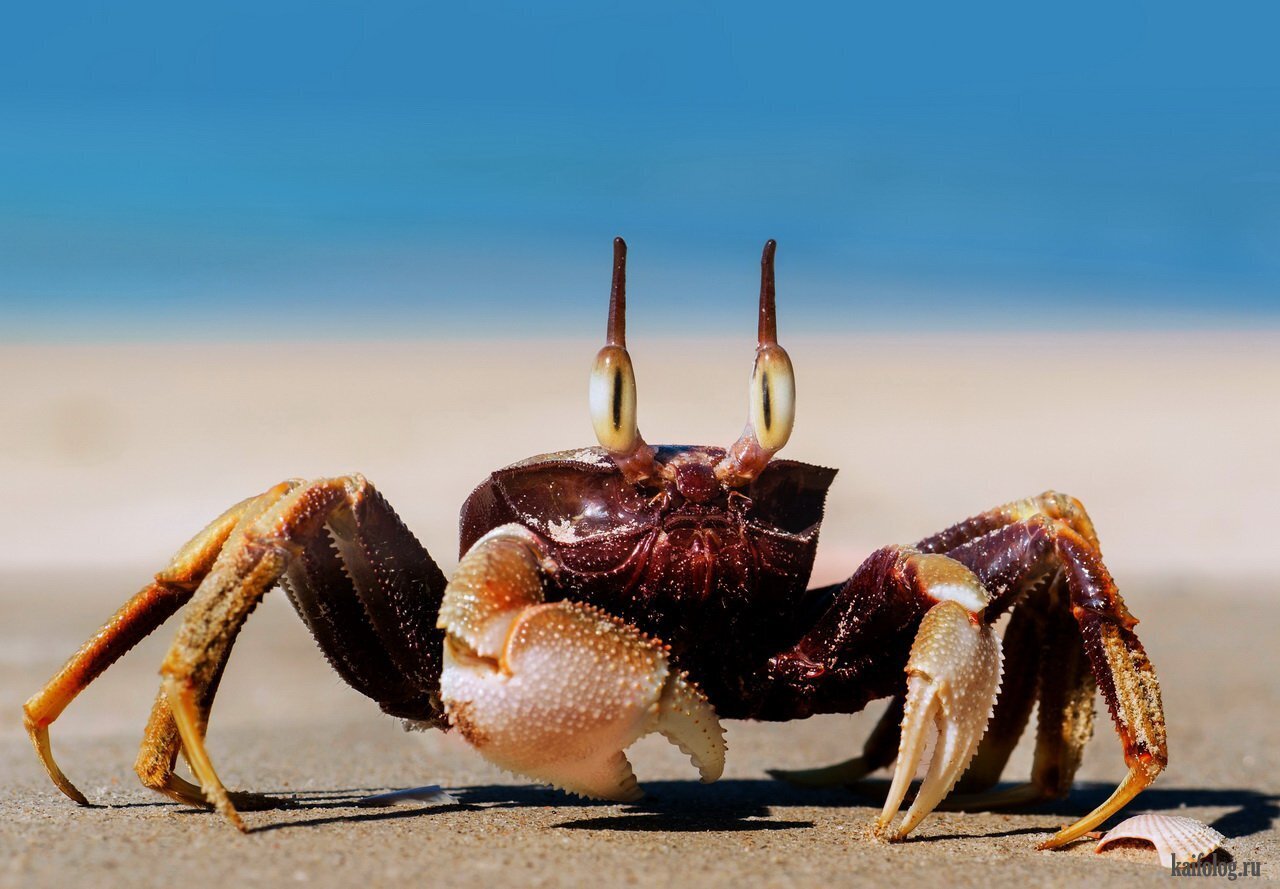 Жизнь Себастьяна.