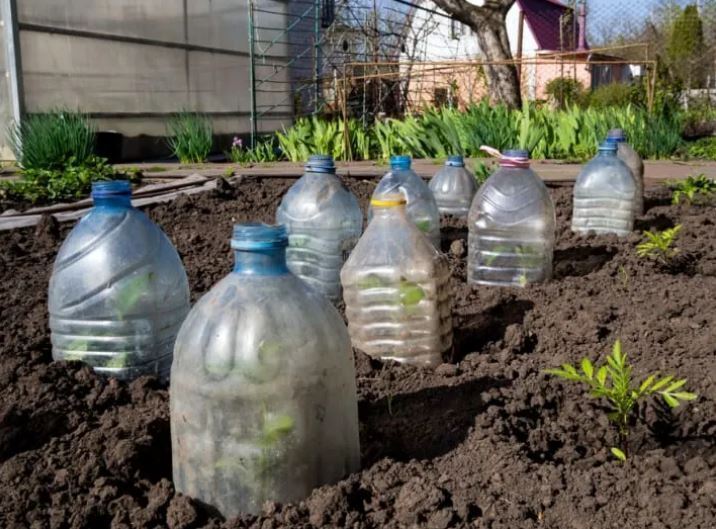 7 способов защитить ваши растения от внезапного заморозка