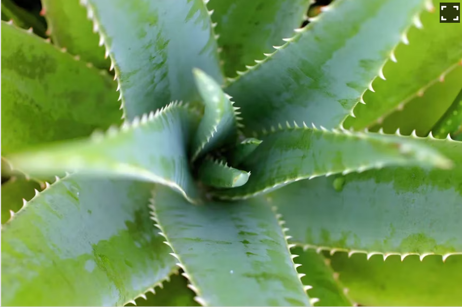 Преимущества выращивания растения алоэ вера в домашних условиях