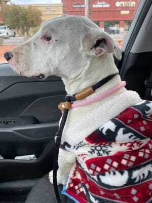 Призрак выжил, живя со стаей койотов.