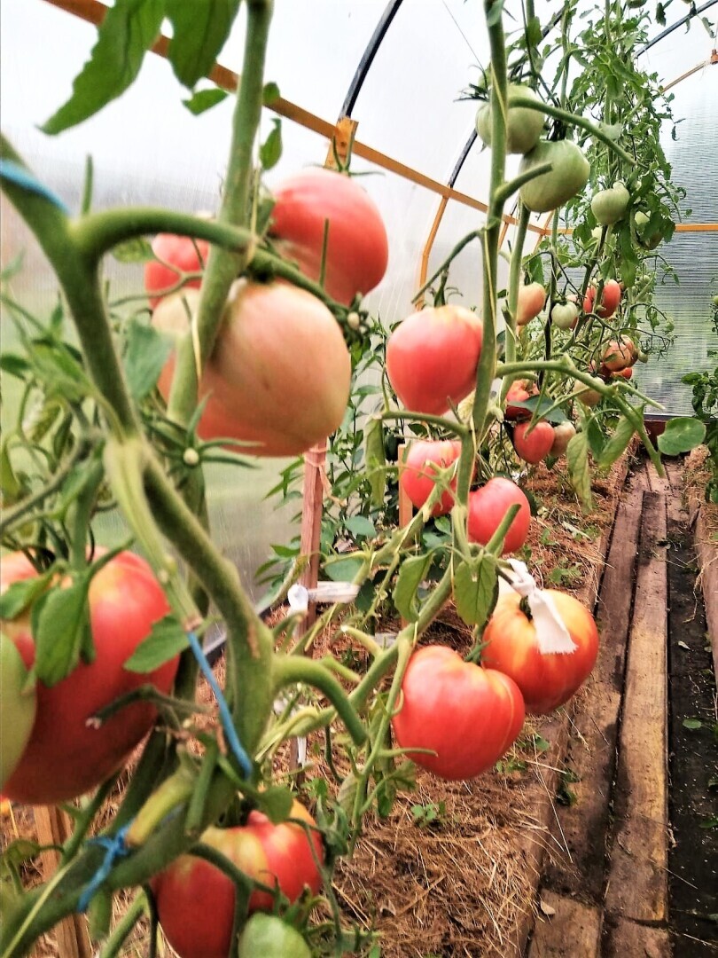 Рейтинг самых урожайных помидор