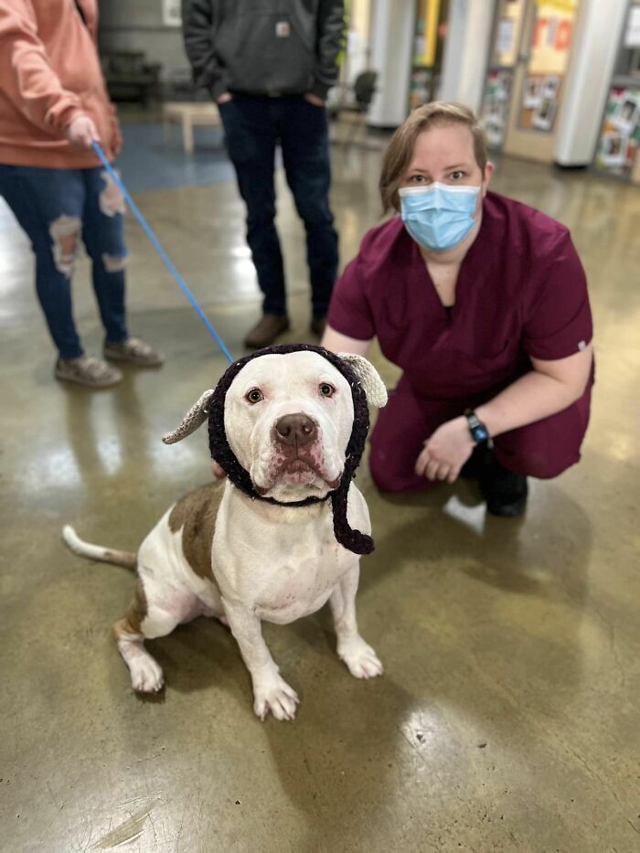 Люди и собаки.