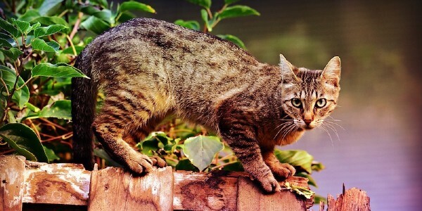 Домашние животные перед грядущим землетрясением