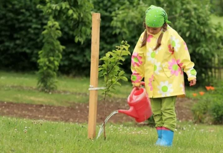 7 способов защитить ваши растения от внезапного заморозка