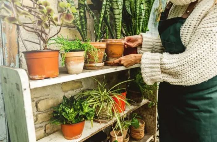 7 способов защитить ваши растения от внезапного заморозка