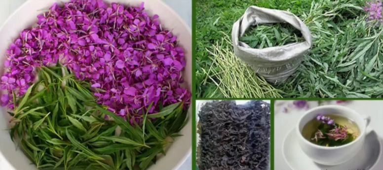 Чай употребляемый в больших количествах вреден для здоровья