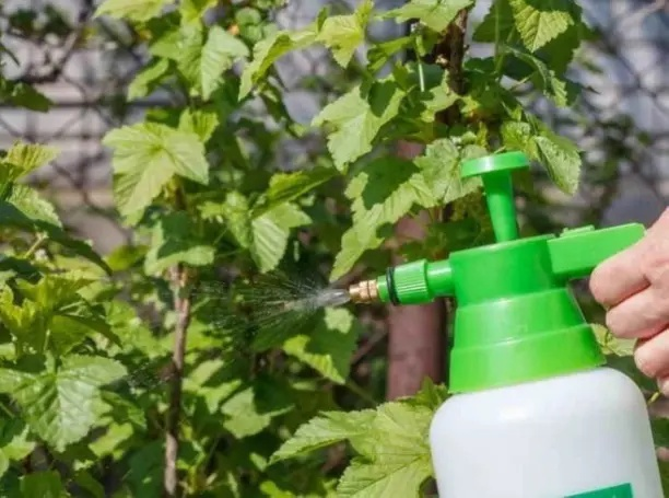 Проверенный рецепт для избавления от тли!