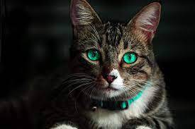 Кошки: чудесные существа, которые вдохновляют и развлекают нас