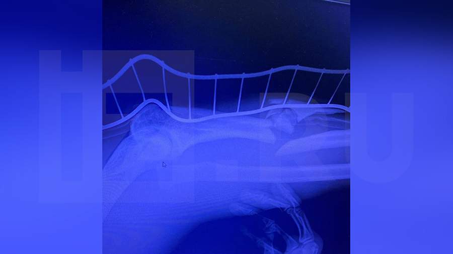 Бойцовский Клуб: "После захватывающего боя Гаджи Наврузов "Автомат" выносится рефери за ринг после поражения от Родригеса."