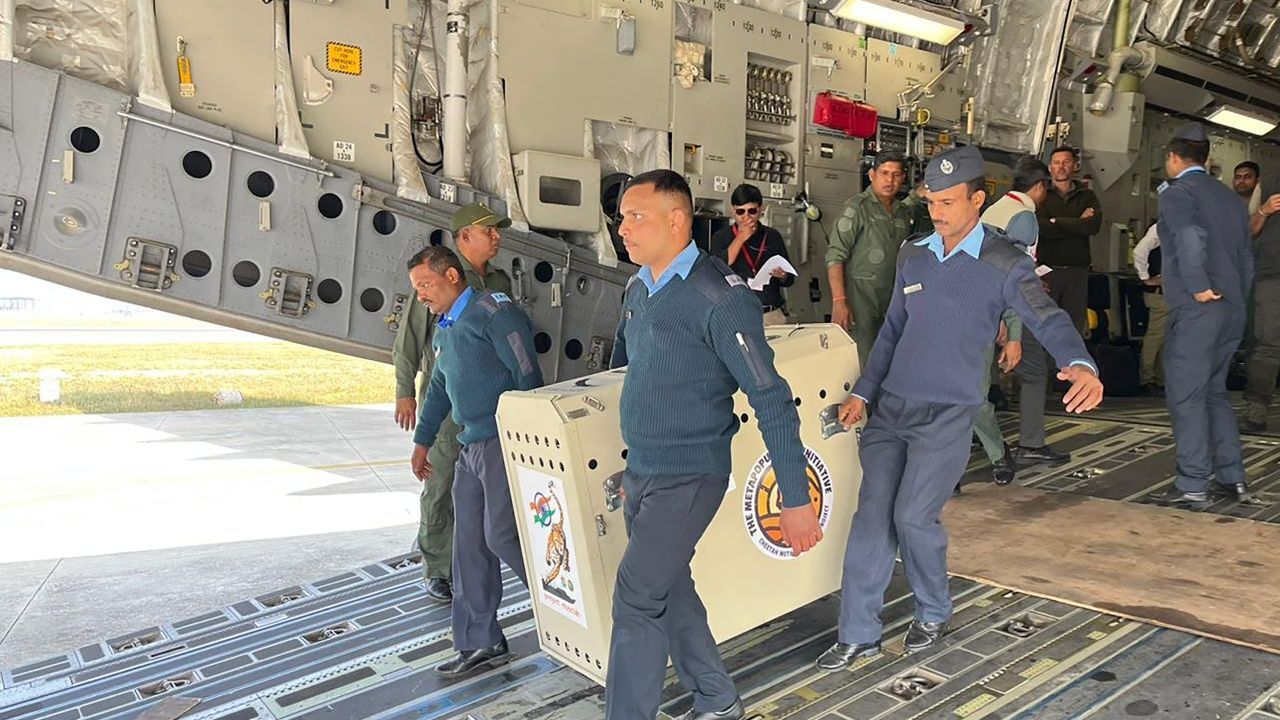 Гепарды доставлены в Индию в рамках усилий по возрождению видов