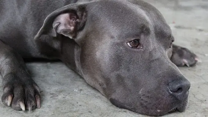 Брошенная смесь для питбулей, найденная в закрытой будке, была принята спасателем из Оклахомы