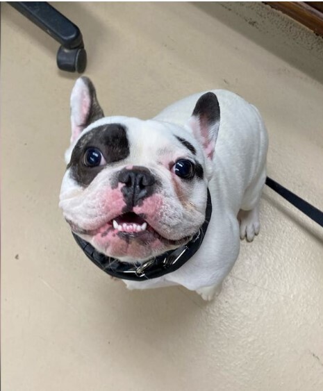 Пес «огнедышащий демон» Ральфи вернулся в приют на Ниагаре