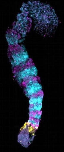 Стволовые клетки и мутация