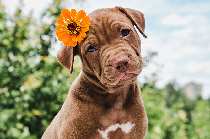 Как хорошо быть другом человека: все, что нужно знать о собаках