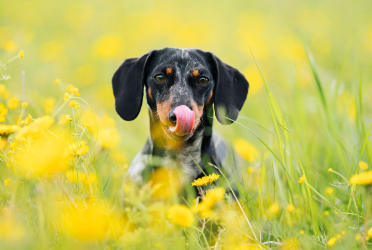 Завели щенка