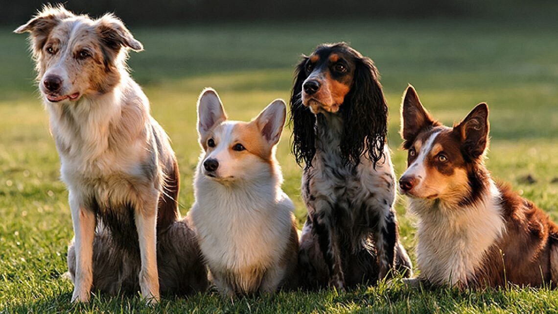 Как хорошо быть другом человека: все, что нужно знать о собаках