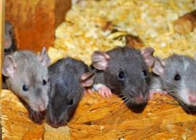 В Германии освободили дом «крысиного коллекционера»: она жила с 800 мышами