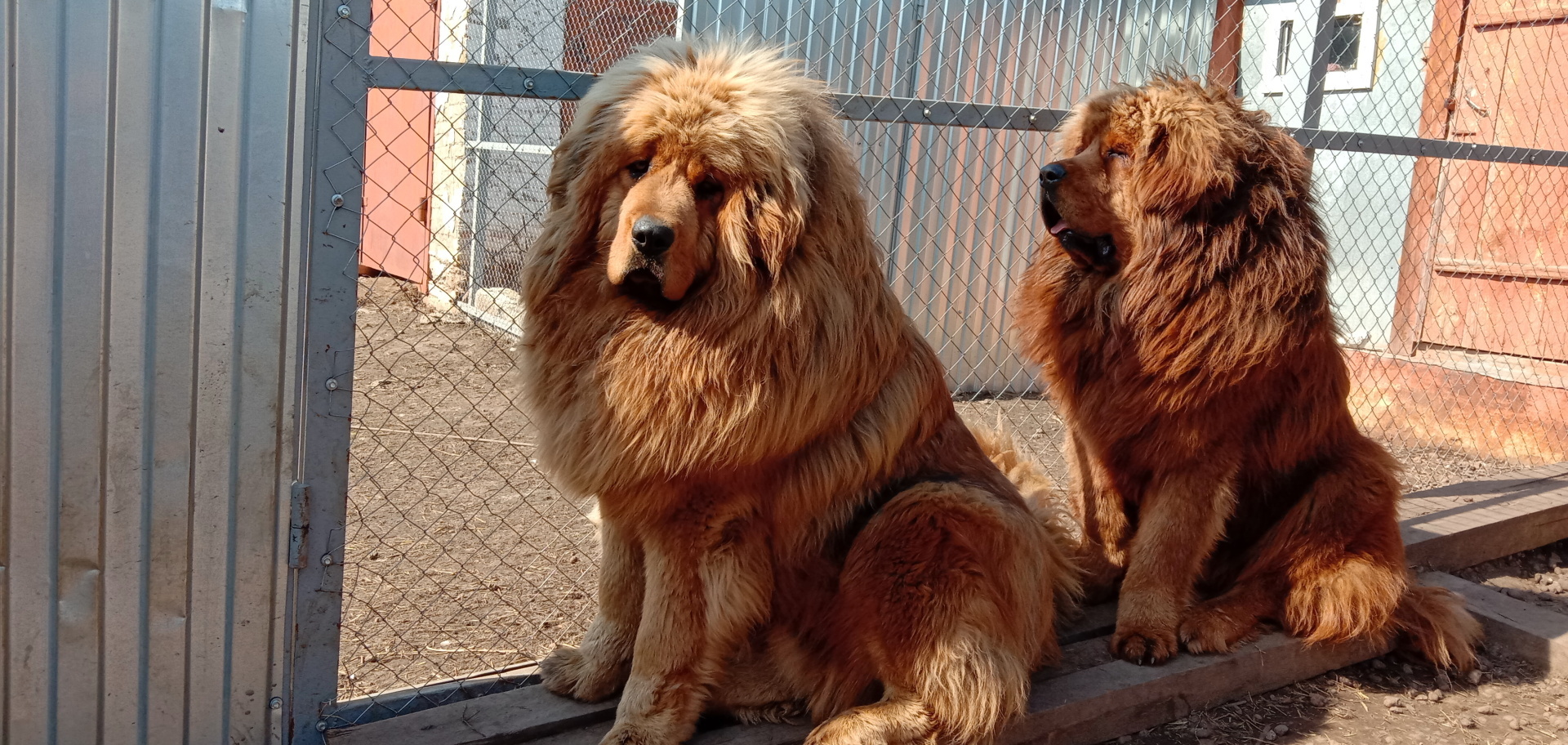 Помочь собакам Тибетский мастиф всем неравнодушным!