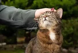 Кошки: чудесные существа, которые вдохновляют и развлекают нас