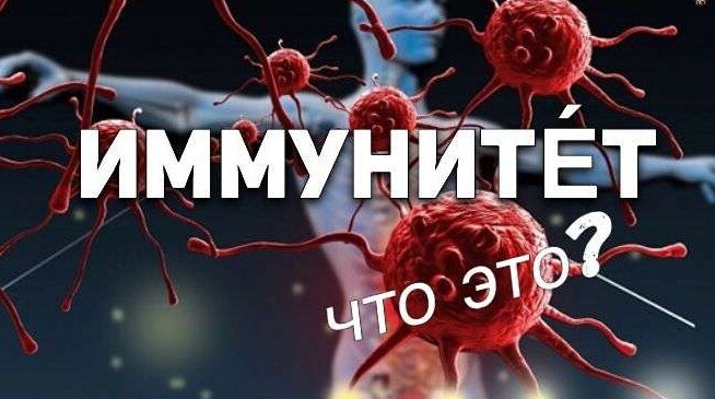 Из чего состоит иммунная система человека ?