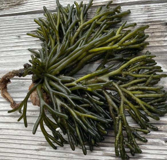 Морская водоросль "Морская сосна"