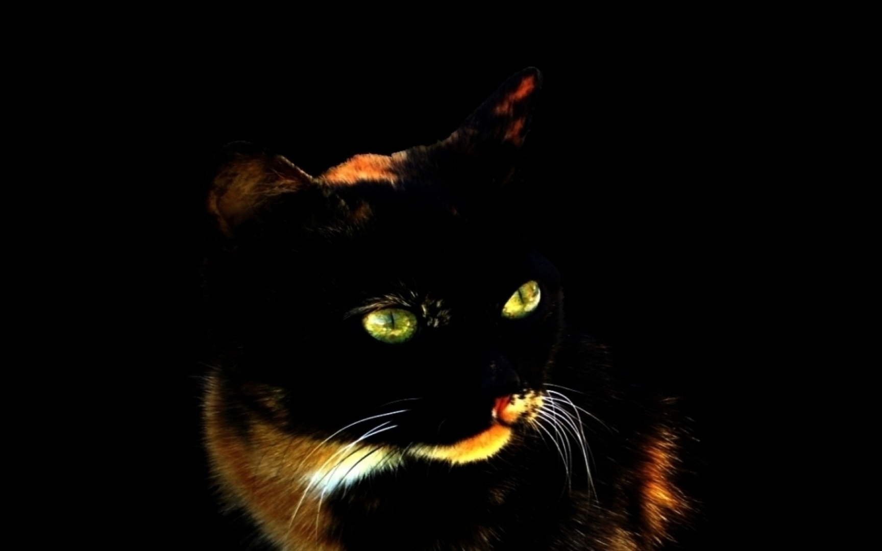 Кошки - отличные охотники