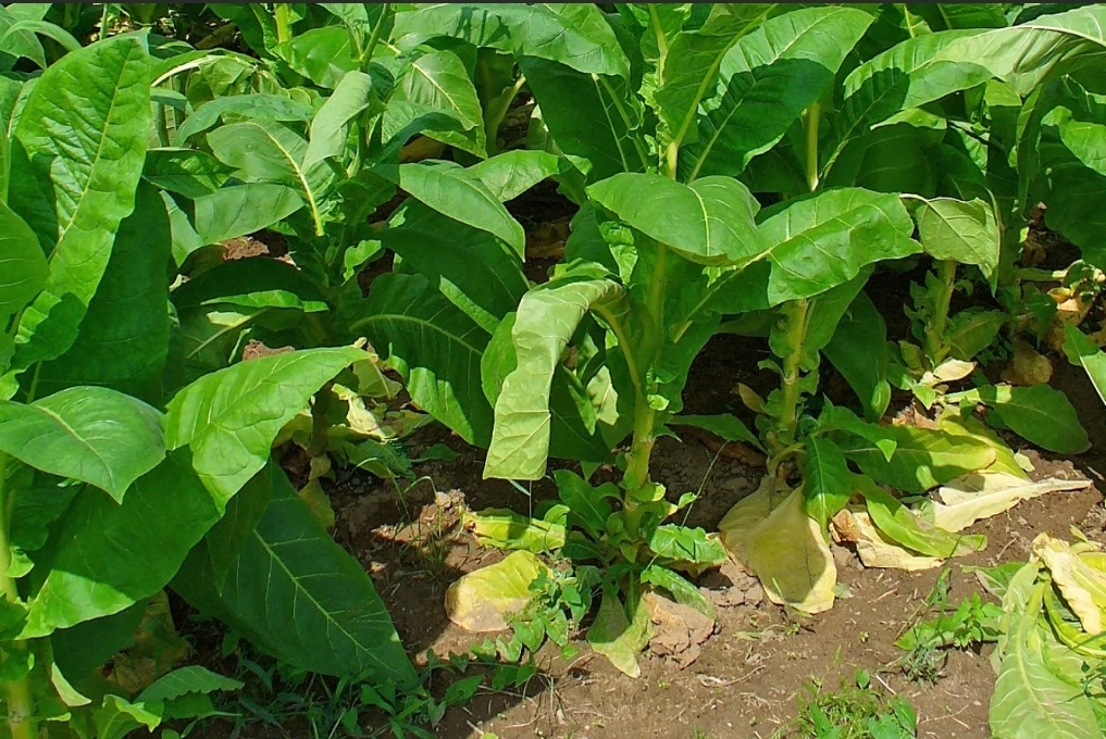 Каждый курильщик тратит в среднем 100000 рублей в год,покупая сигареты,есть альтернатива для дачников...