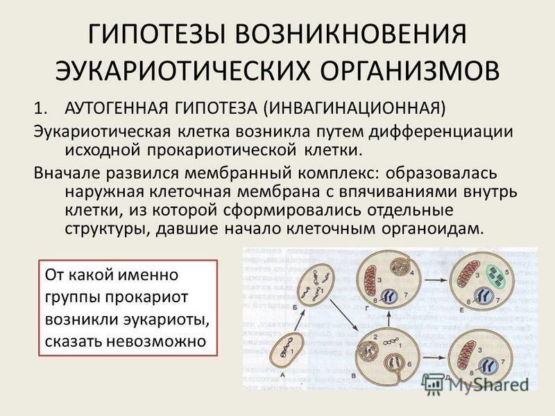 Какая гипотеза происхождения эукариотической клетки показана на рисунке