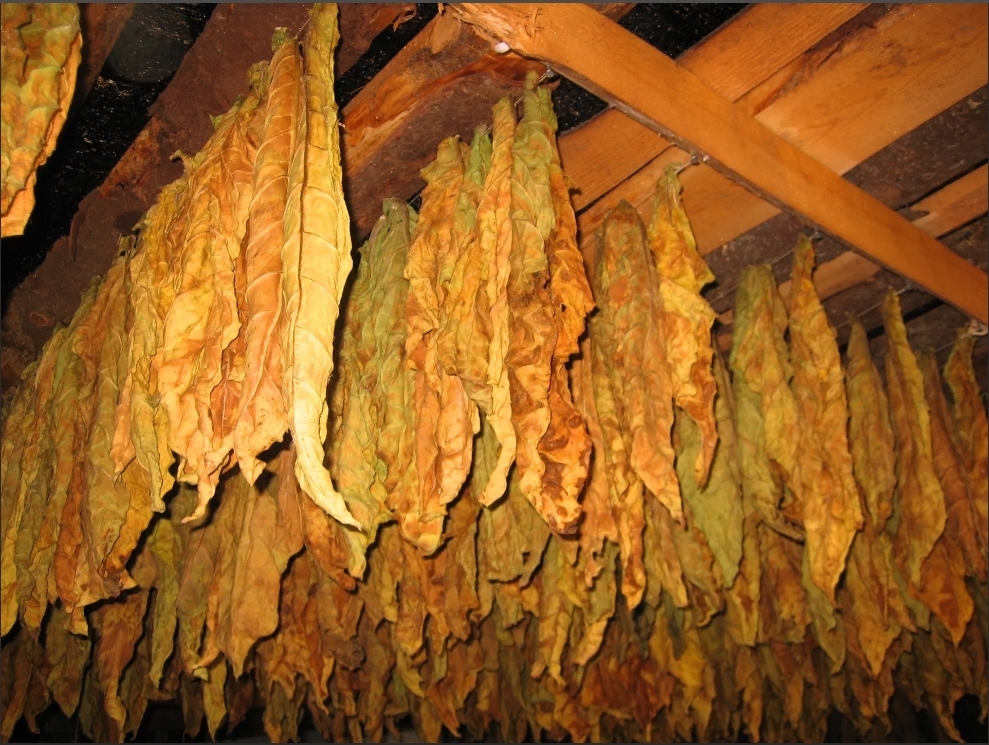 Каждый курильщик тратит в среднем 100000 рублей в год,покупая сигареты,есть альтернатива для дачников...