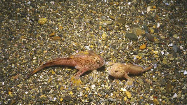 МИР Фотография редкой, находящейся под угрозой исчезновения рыбы, которая ходит на "руках"