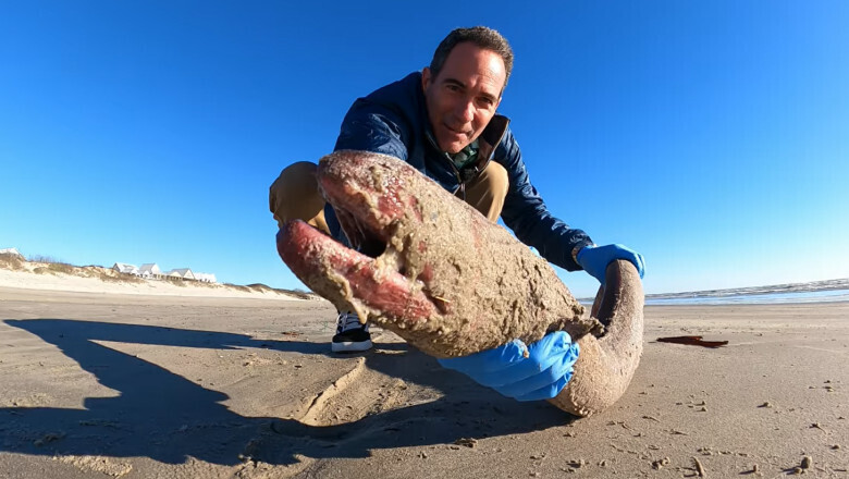 Необычное существо выбросило на берег в Техасе. Снимки, опубликованные исследователем, стали вирусными