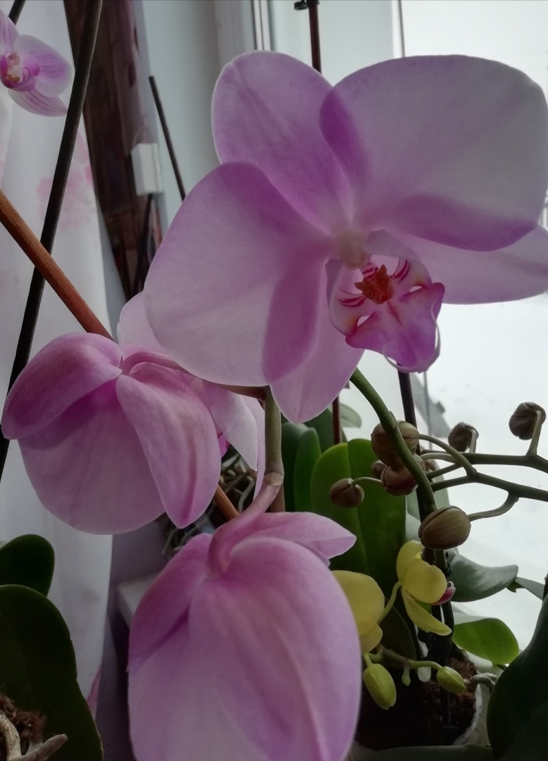 Их всего лишь нужно наказать! Как заставить цвести Орхидеи (Фаленопсисы).