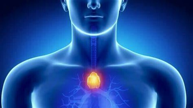 Тимус и иммунитет человека