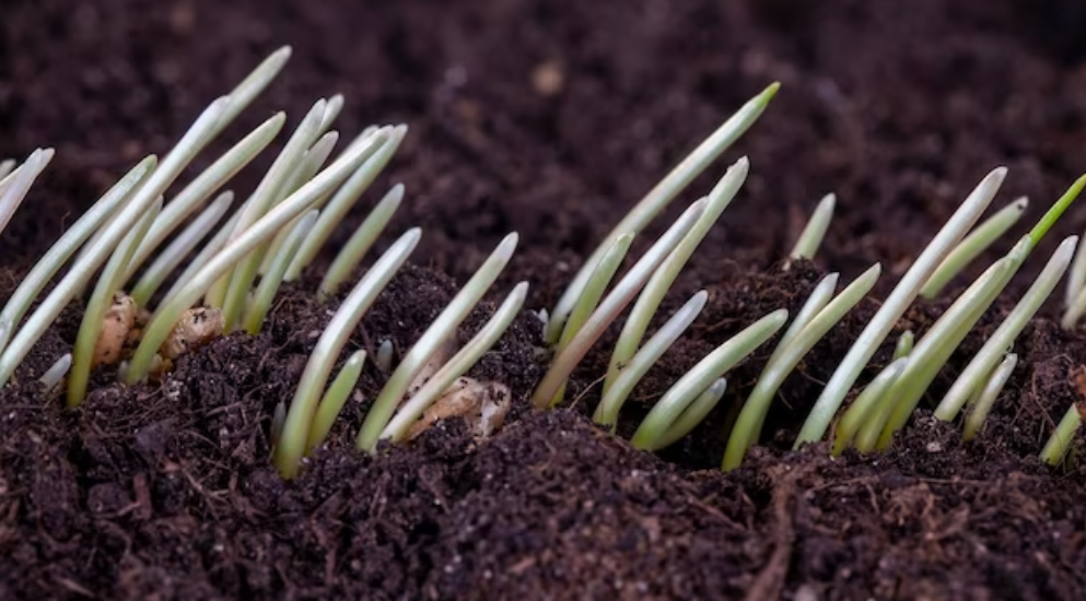 Никогда не используйте перекись водорода для замачивания семян. Секреты садовода