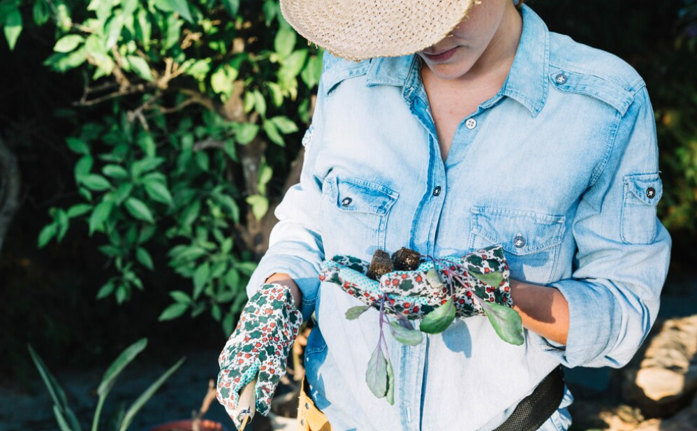 Никогда не используйте перекись водорода для замачивания семян. Секреты садовода