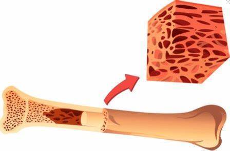 Костный мозг и иммунитет