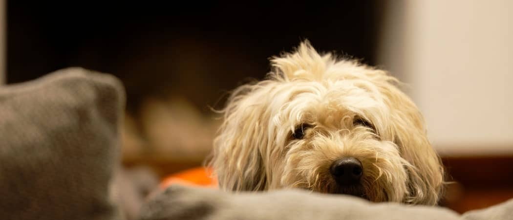 Гипоаллергенные породы собак.